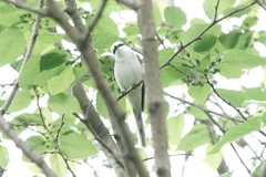 Pericrocotus cantonensis