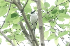 Pericrocotus cantonensis