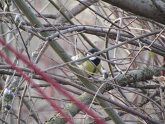 Parus major