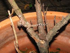 Hemidactylus turcicus