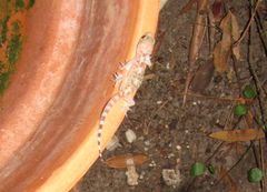 Hemidactylus turcicus