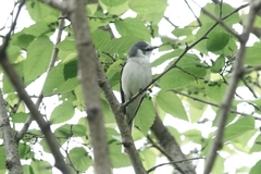 Pericrocotus cantonensis