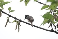 Pericrocotus cantonensis