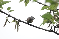 Pericrocotus cantonensis