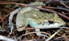 Ptychadena anchietae