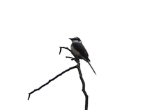 Pericrocotus cantonensis