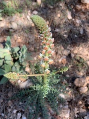 Reseda valentina valentina