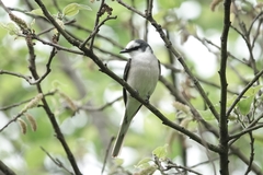 Pericrocotus cantonensis