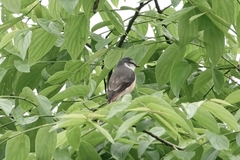 Pericrocotus cantonensis