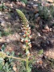 Reseda valentina valentina