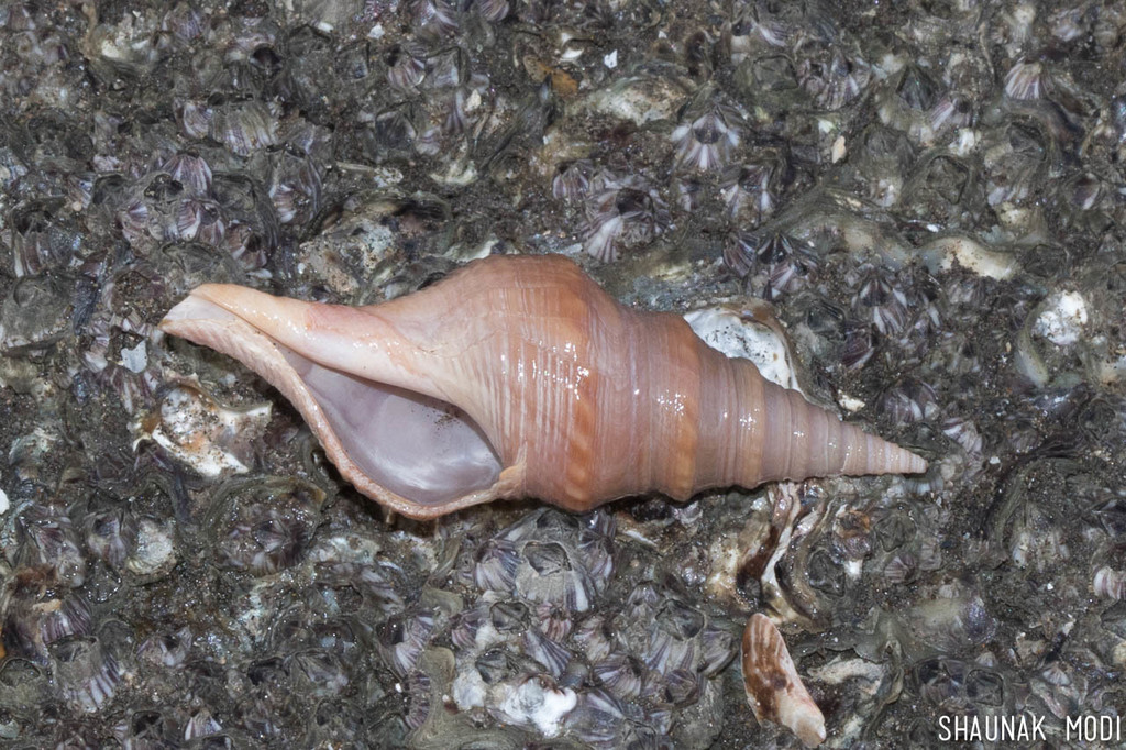 Java Clavatulid Snail
