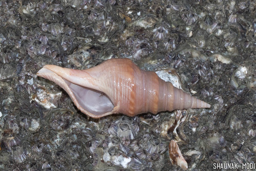 Java Clavatulid Snail