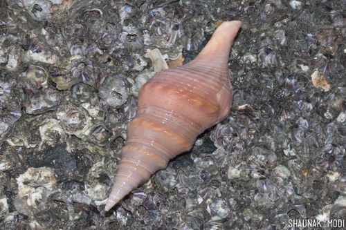 Turricula javana