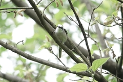 Pericrocotus cantonensis