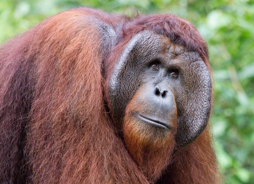 Orangutans Genus Pongo · Inaturalist