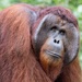 Southwest Bornean Orangutan - Photo (c) M. Ewell Young, some rights reserved (CC BY-NC), uploaded by M. Ewell Young