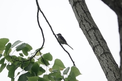 Pericrocotus cantonensis