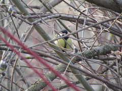 Parus major
