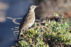 Certhilauda curvirostris