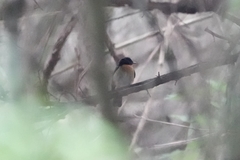 Cyornis whitei