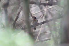 Cyornis whitei