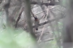 Cyornis whitei