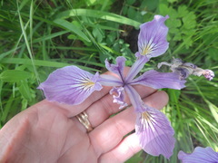 Iris tenax