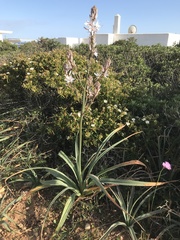 Asphodelus ramosus ramosus