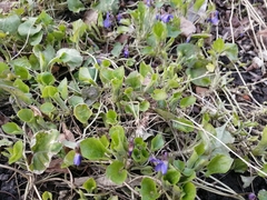 Viola odorata