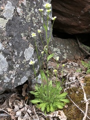 Draba arabisans