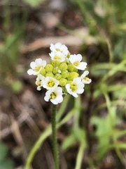 Draba arabisans