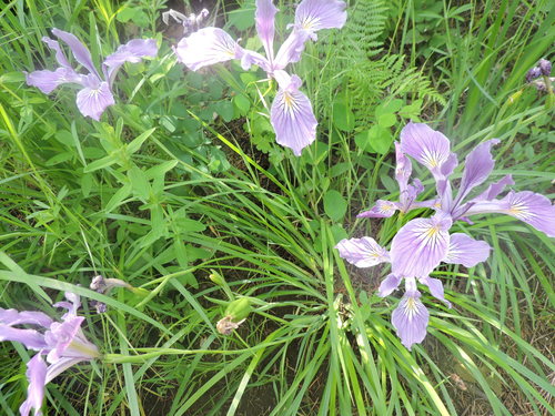 Oregon iris