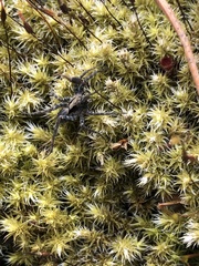 Alopecosa inquilina