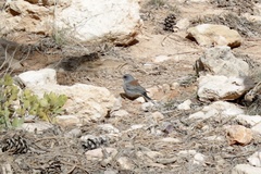 Junco