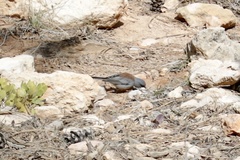 Junco