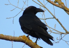 Corvus corax