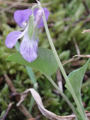 Viola rupestris