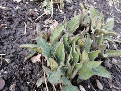 Symphytum caucasicum