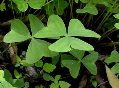 Oxalis alpina