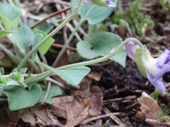 Viola rupestris
