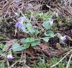Viola rupestris
