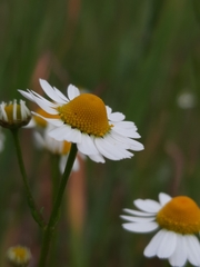 Matricaria chamomilla