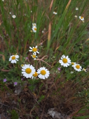 Matricaria chamomilla