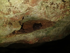 Craugastor yucatanensis