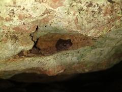 Craugastor yucatanensis