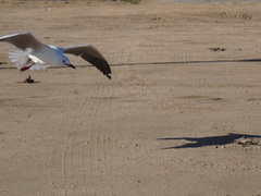 Chroicocephalus hartlaubii