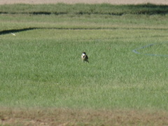 Motacilla capensis capensis