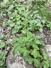 Corydalis cava marschalliana