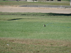 Motacilla capensis capensis