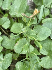 Corydalis cava marschalliana